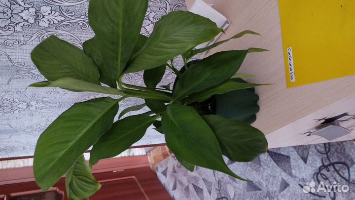 Стаффилиум