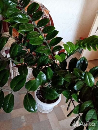 Замиокулькас