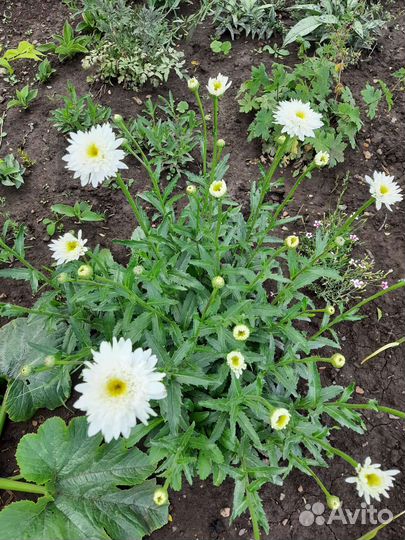 Садовые растения многолетники