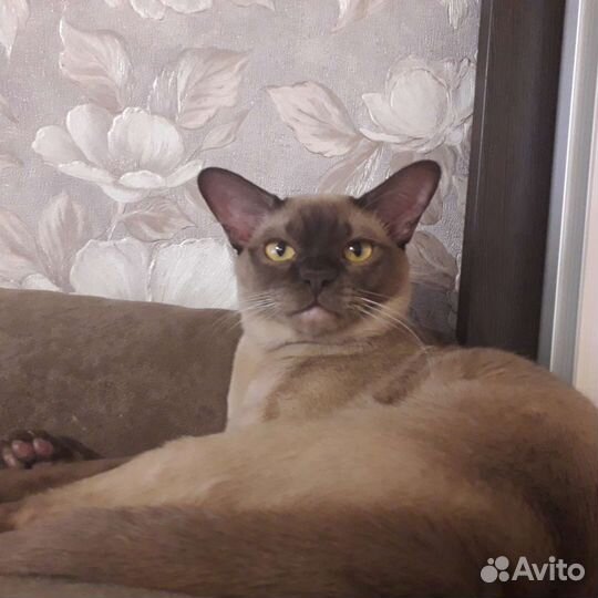 Шоколадный малыш