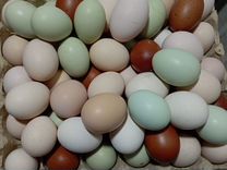 Яйцо породистых курочек