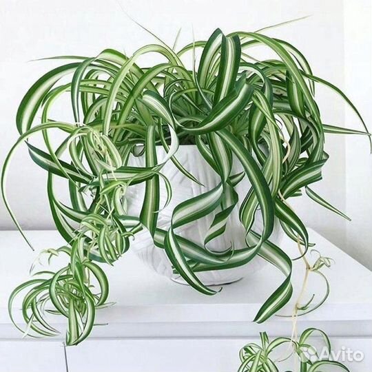 Хлорофитум кудрявый бонни
