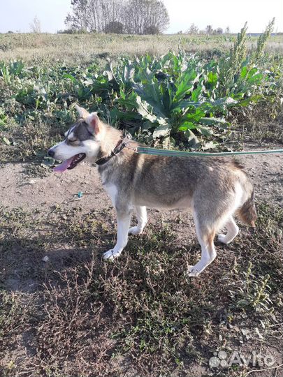 Маленька хаски