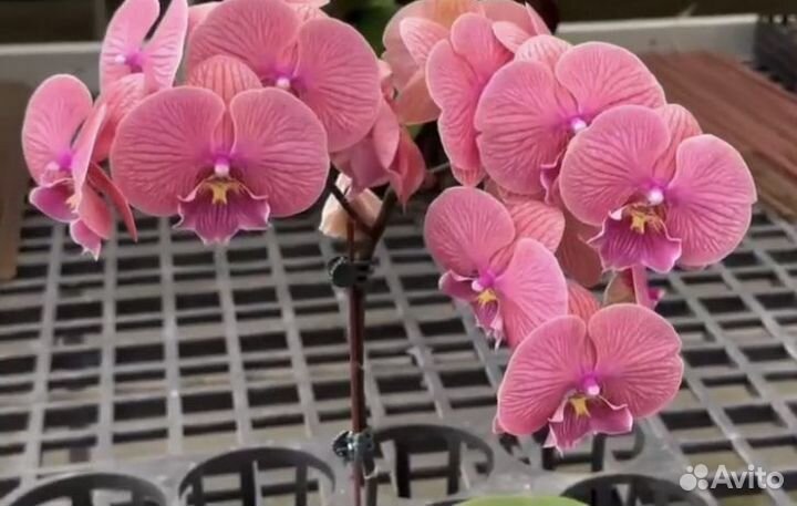 Орхидея биглип