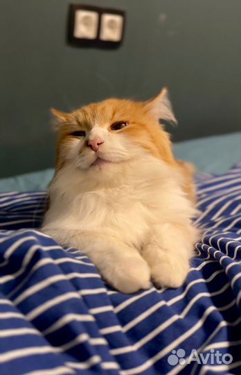 Рыжий котик