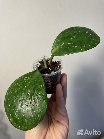 Хойя hoya obovata gracilis buotii