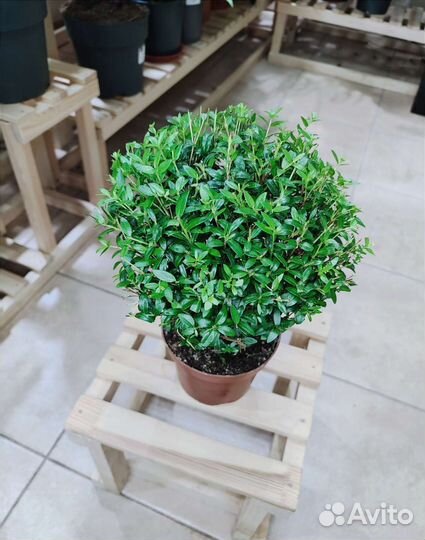 Миртовое дерево Communis