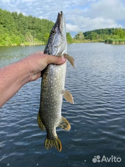 Платная рыбалка