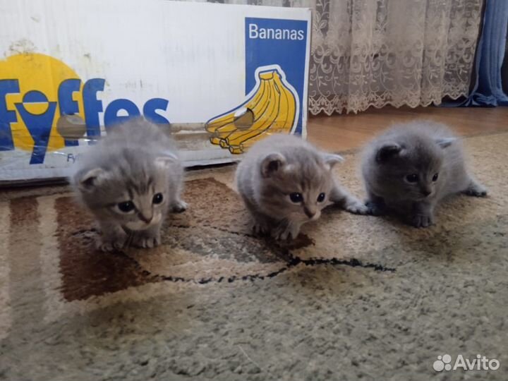Шотландские вислоухие