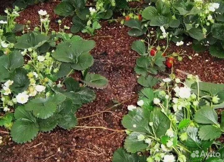 Гречневая шелуха (лузга, мульча)