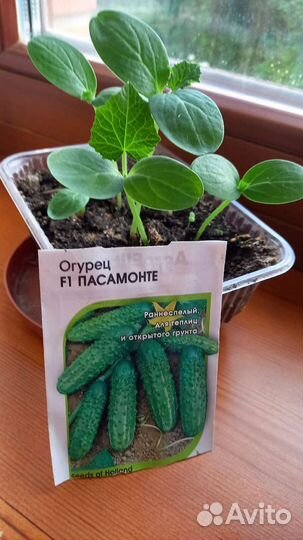 Рассада огурцов