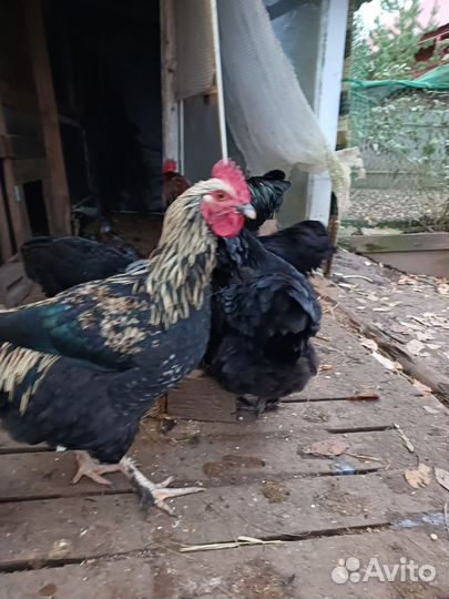 Молодые петухи
