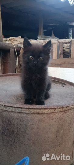 Котик в добрые руки