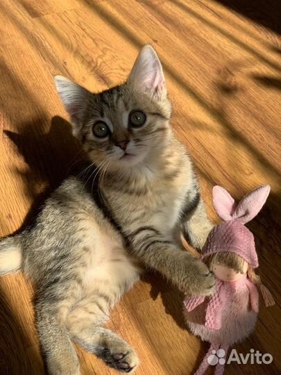 Маленькая принцесса