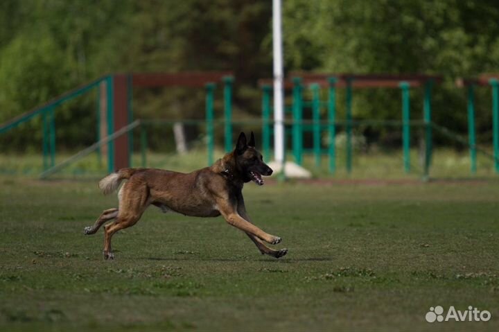 Малинуа. Щенки РКФ от рабочих родителей