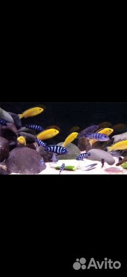 Аквариумные рыбки цихлиды