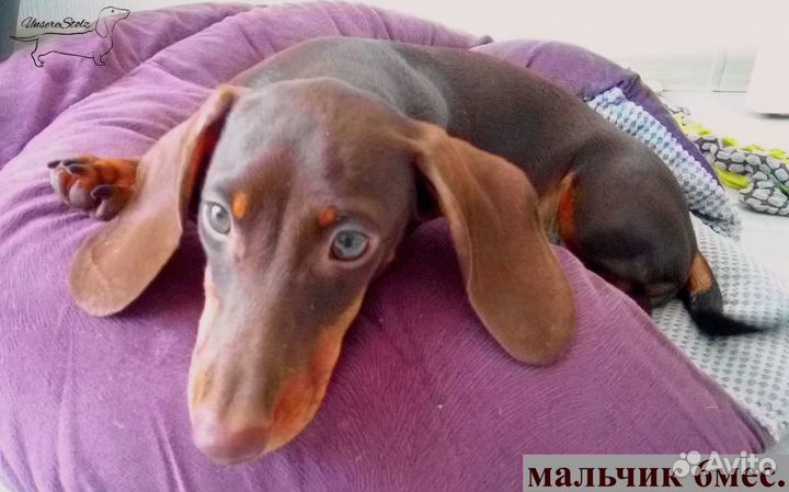 Миниатюрный подрощенный мальчик - шоколадный окрас