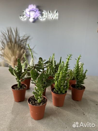 Комнатные растения