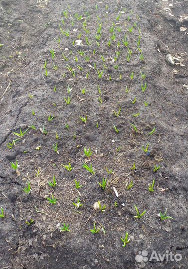 Лук на зелень рассада; лук зелёный перо