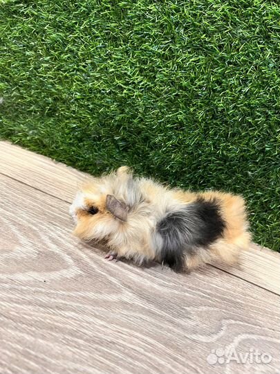 Морская свинка скинни