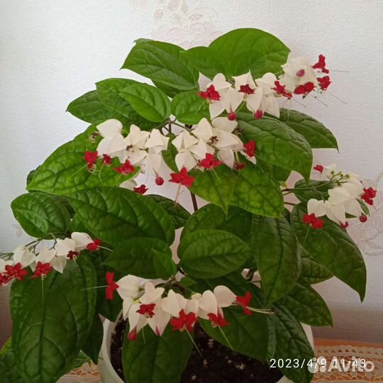 Клеродендрум Томпсона