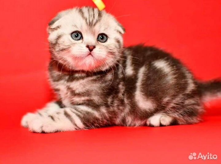 Шотландские вислоухие котята мраморные