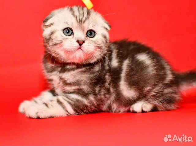 Шотландские вислоухие котята мраморные