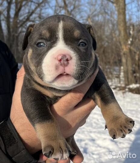 Щенок Американского Булли