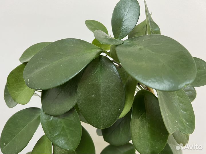 Хойя взрослая