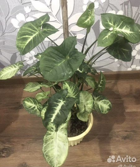 Комнатный цветок Бегония тигровая/ Сингониум