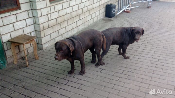 Щенки лабрадора всех окрасов