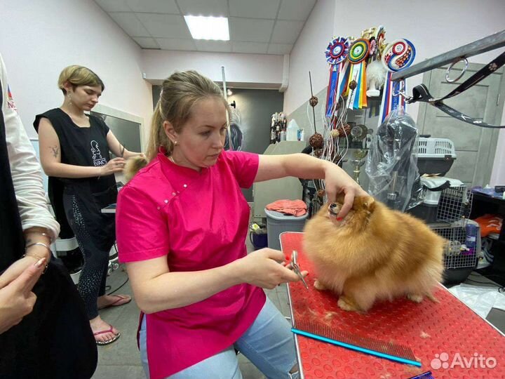 Обучение грумингу