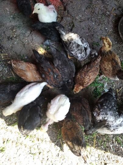 Домашние подрощенные цыплята