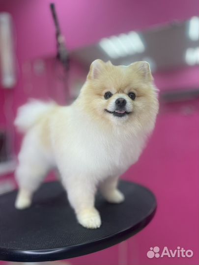 Стрижка собак