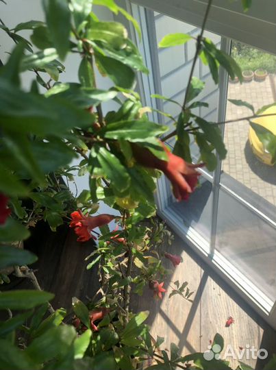 Гранатовое дерево карликовый гранат