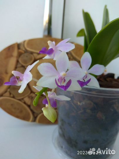 Орхидея Сапфир