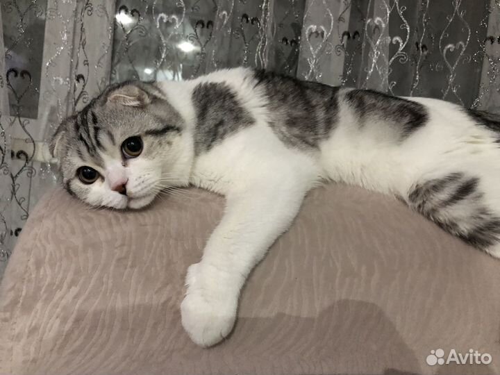 Шотландский кот вязка