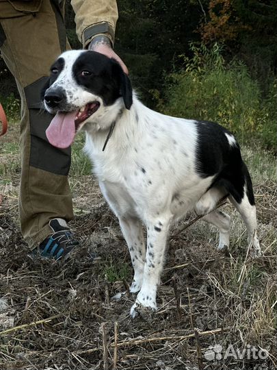 Собака в добрые руки