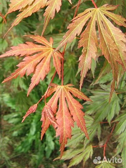 Клен ложнозибольдов 