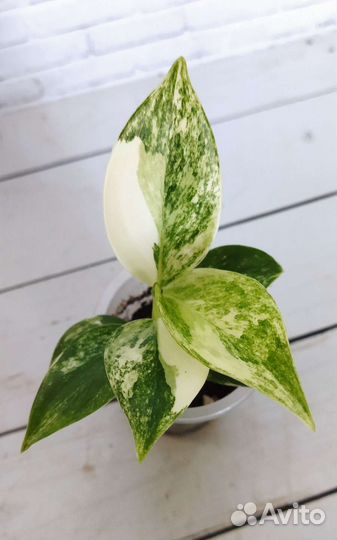 Аглаонемы, крассулы, алоказии