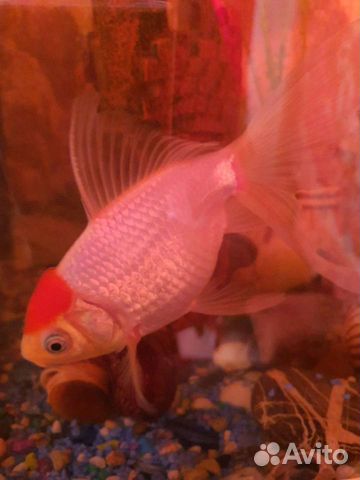 Золотая рыбка красная шапочка