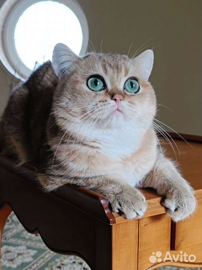 Британский котик