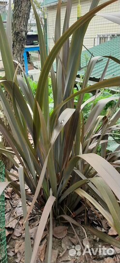 Инжир лаханы розы ростения