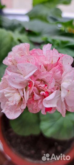 Пеларгония зональная