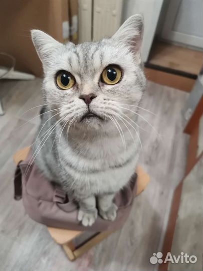 Кошка шотландская