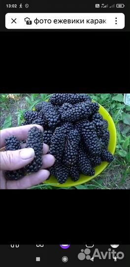 Саженцы ежевики