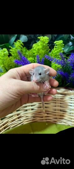 Декоративные крысята дамбо рекс