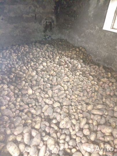 Картофель продаю свой деревенский