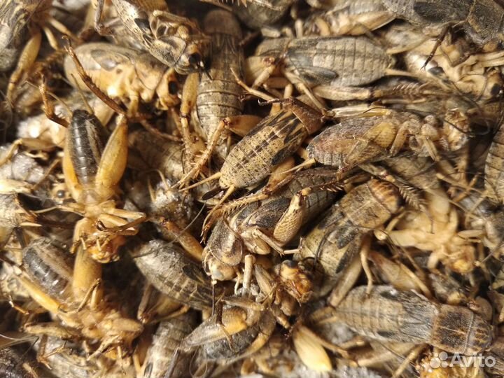 Банановые сверчки, Зофобас