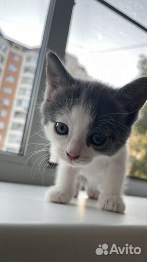 Отдам бесплатно котят и двух кошек